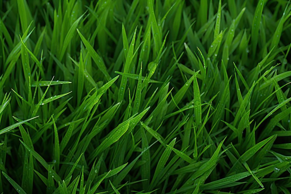 Green grass vegetation plant lawn.