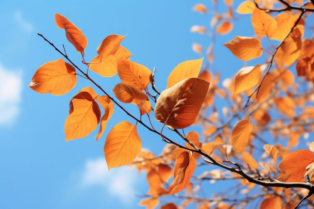 Autumn colored leaves sky outdoors nature.