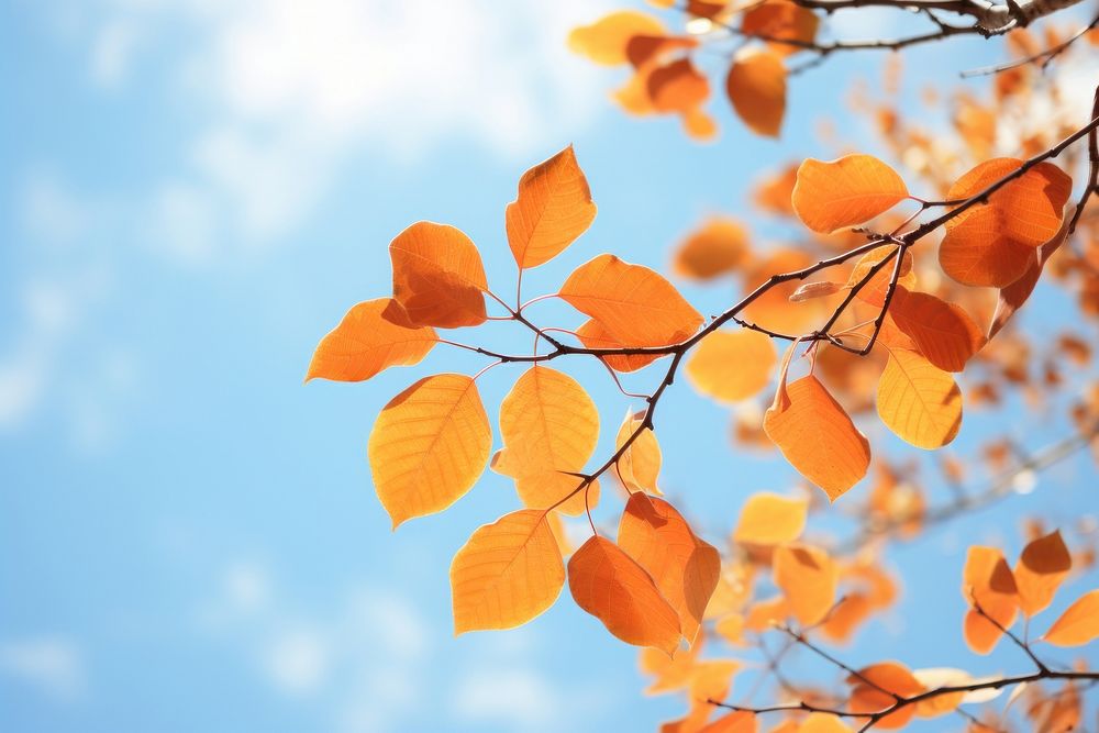 Autumn colored leaves sky outdoors sunlight.