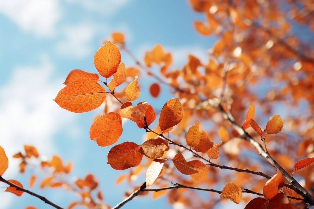 Autumn colored leaves sky outdoors blossom.