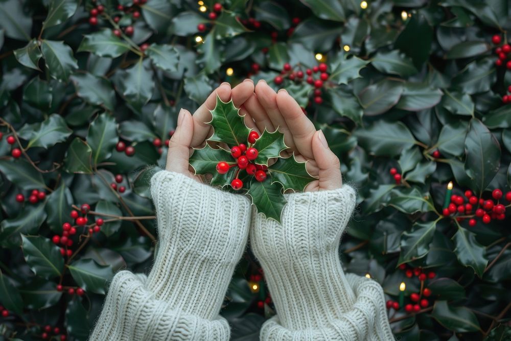 Women sweater hands holding holly christmas plant leaf.