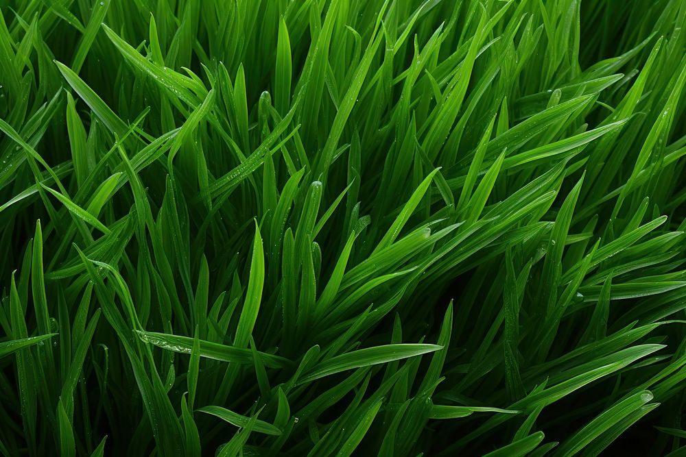 Green grass vegetation plant lawn.