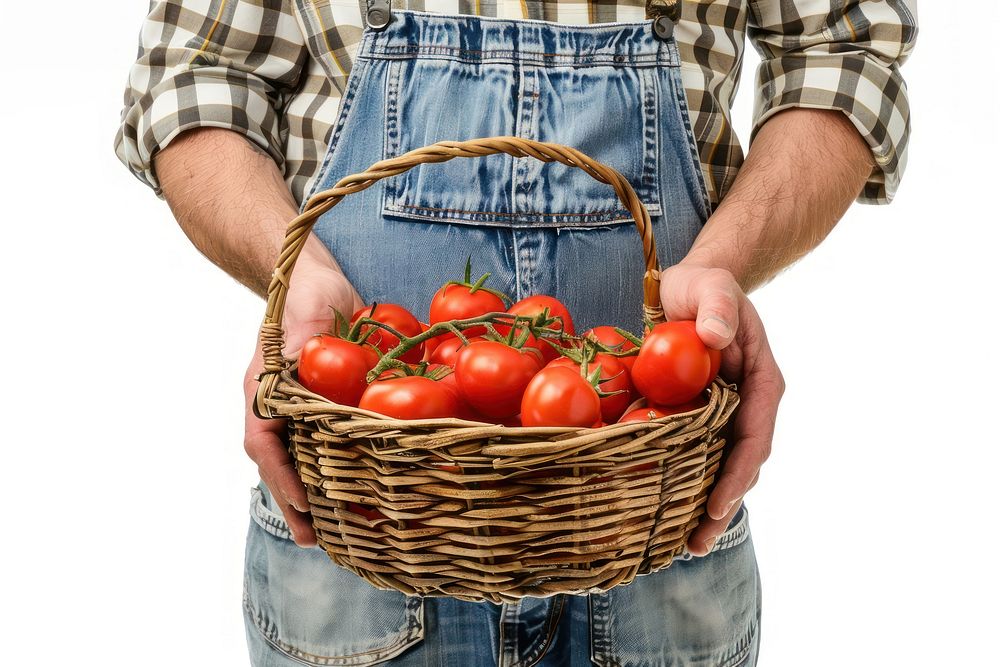 Farmer holding a basket of tomatoes adult white background agriculture.