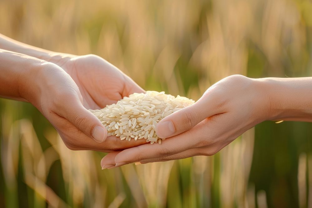 Hands receiving rice produce person grain.