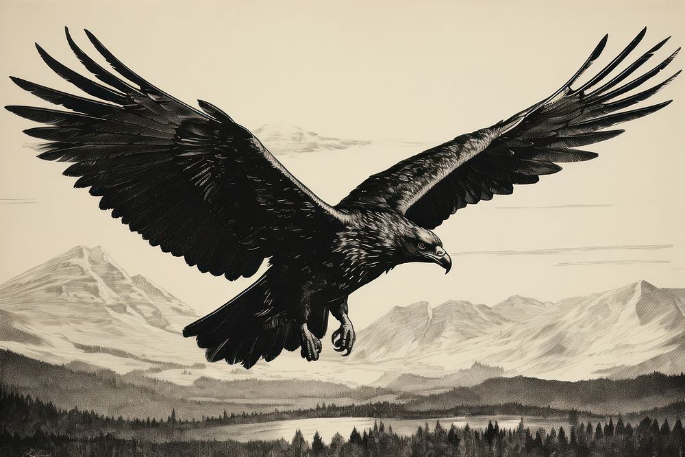 Flying Raven vulture animal eagle.