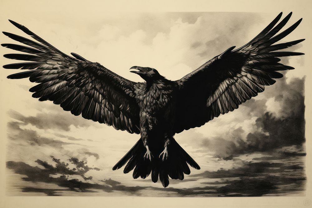 Flying Raven blackbird agelaius vulture.