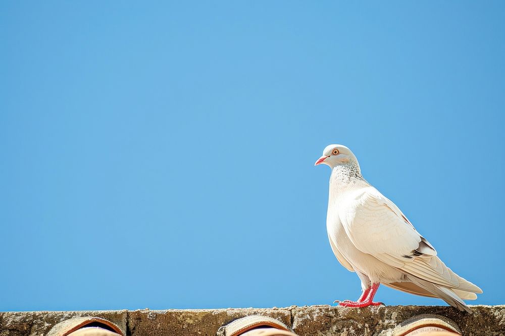 Photo of a white pigeon animal sunny bird.