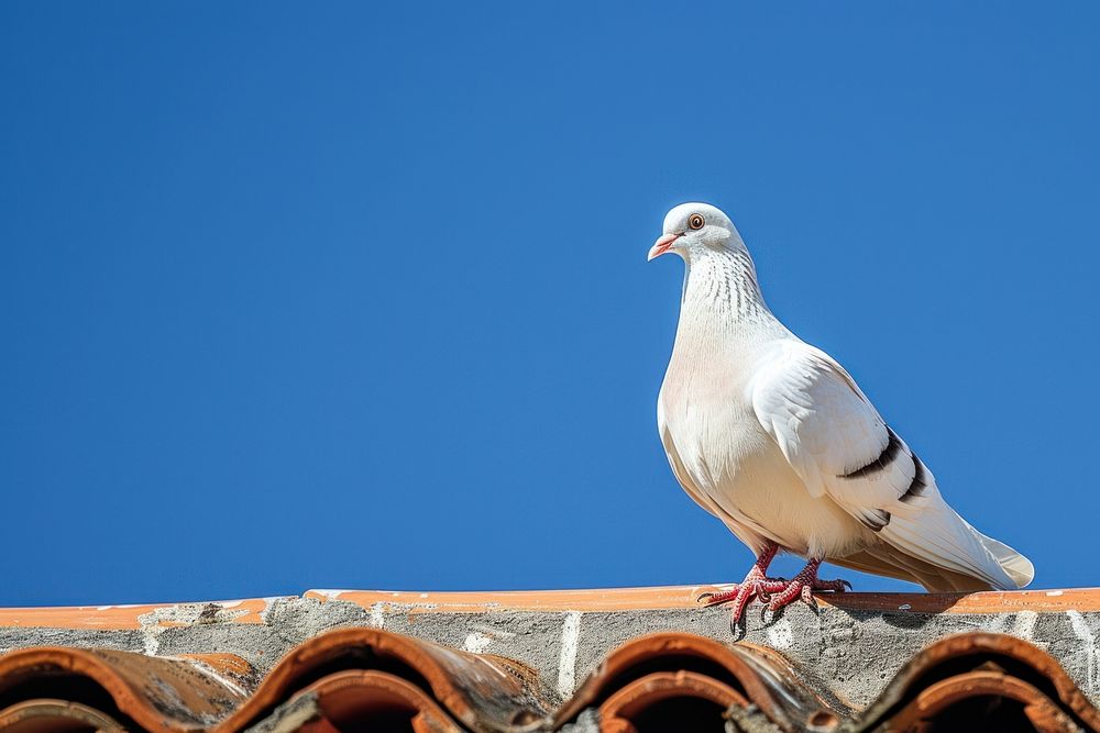 Photo of a white pigeon animal sunny bird.