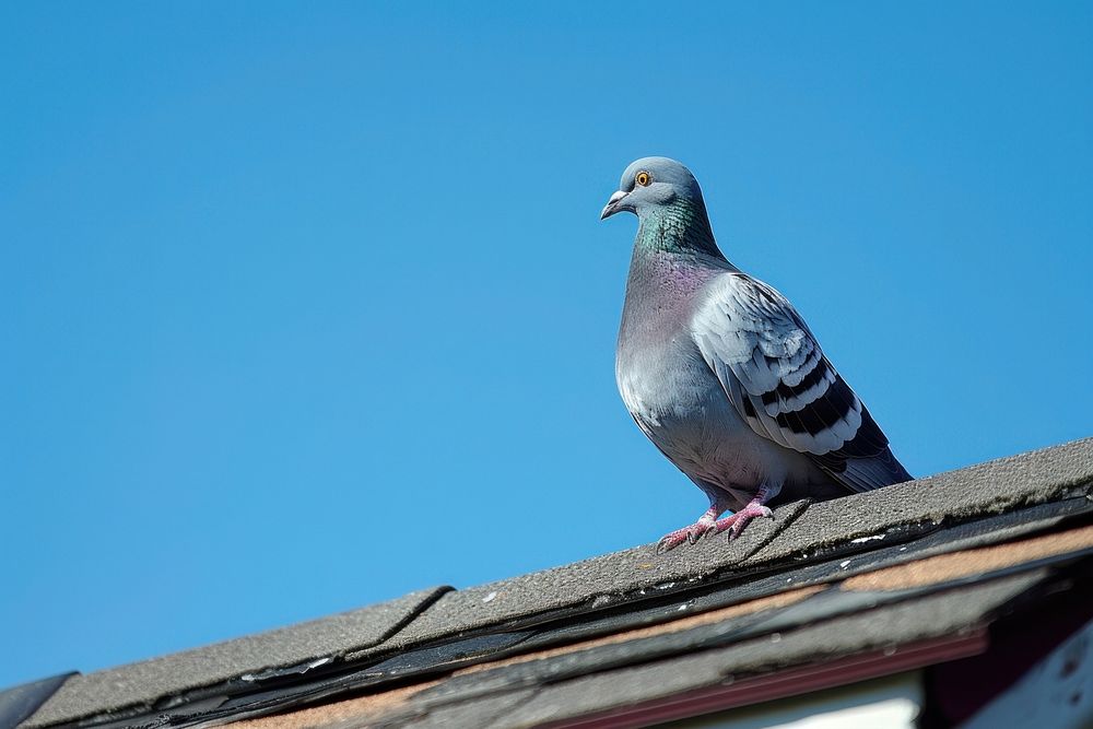 Photo of a pigeon animal bird blue.