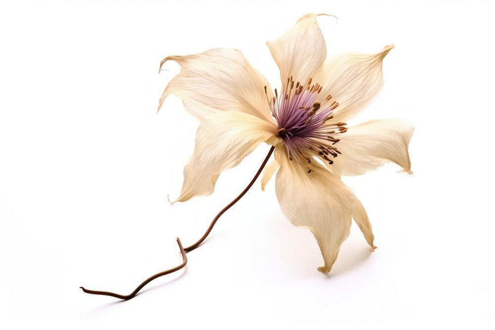 Dried clematis flower blossom anther dahlia.