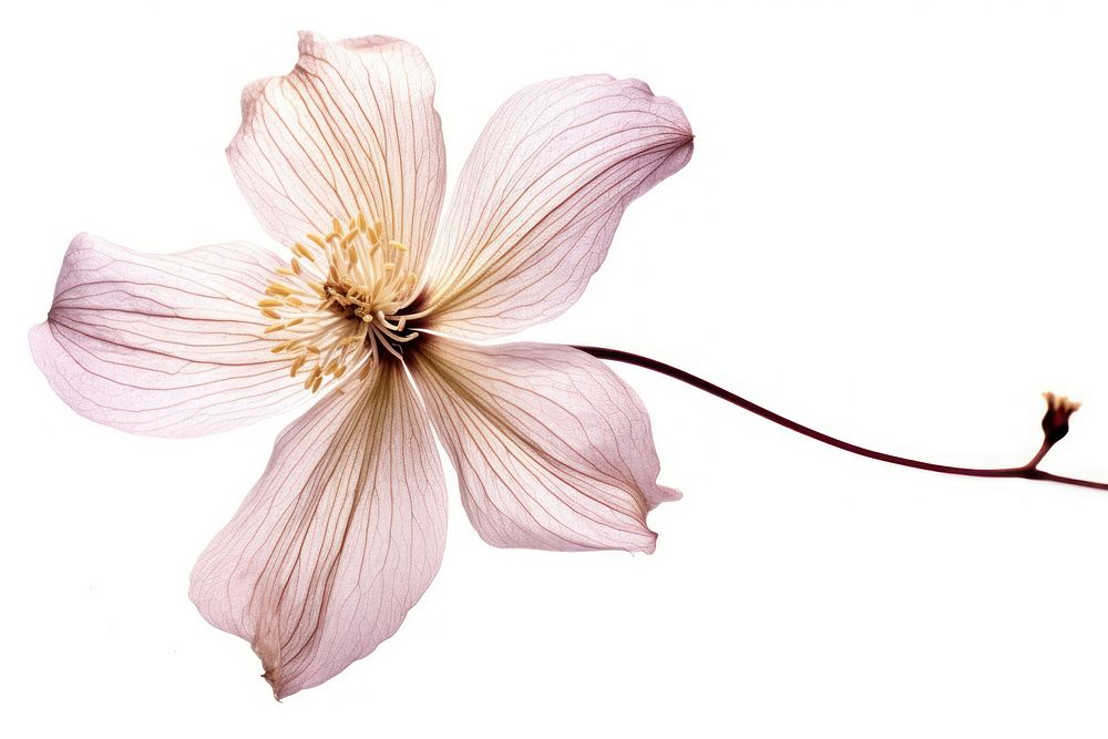 Dried clematis flower blossom anemone anther.