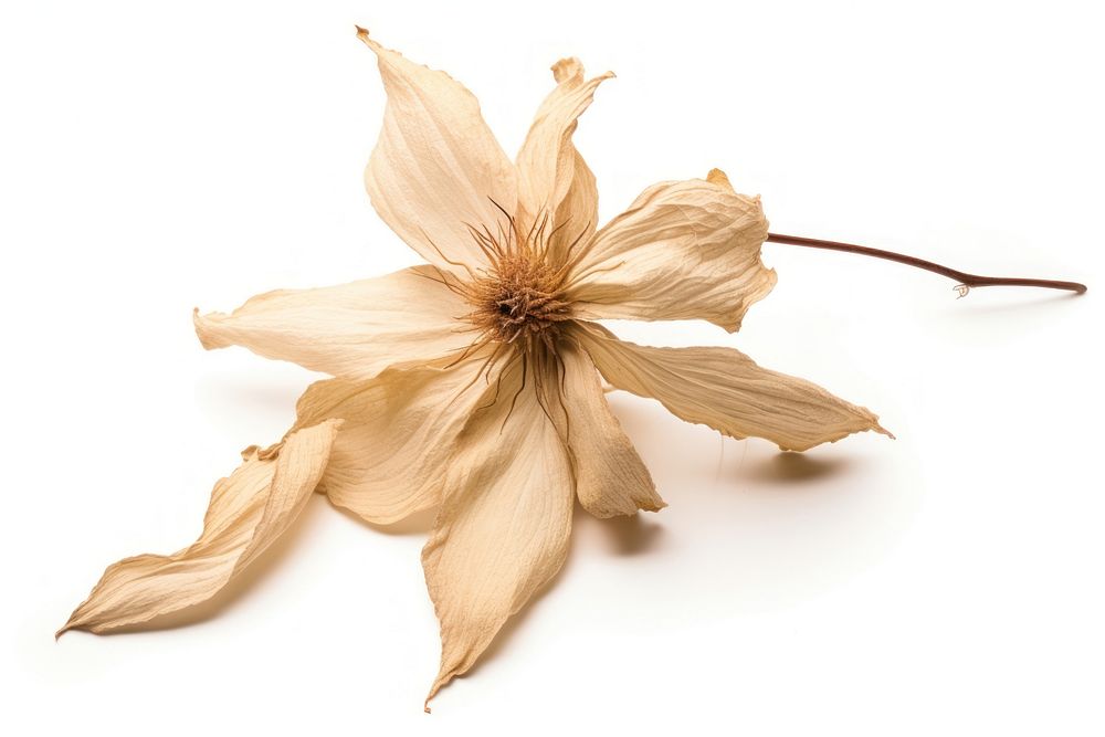 Dried clematis flower accessories accessory blossom.