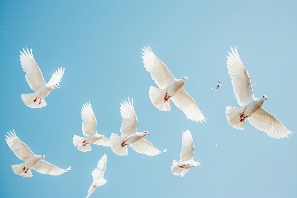Photo of white pigeons animal flying bird.