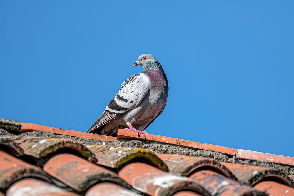 Photo of a pigeon animal bird roof.