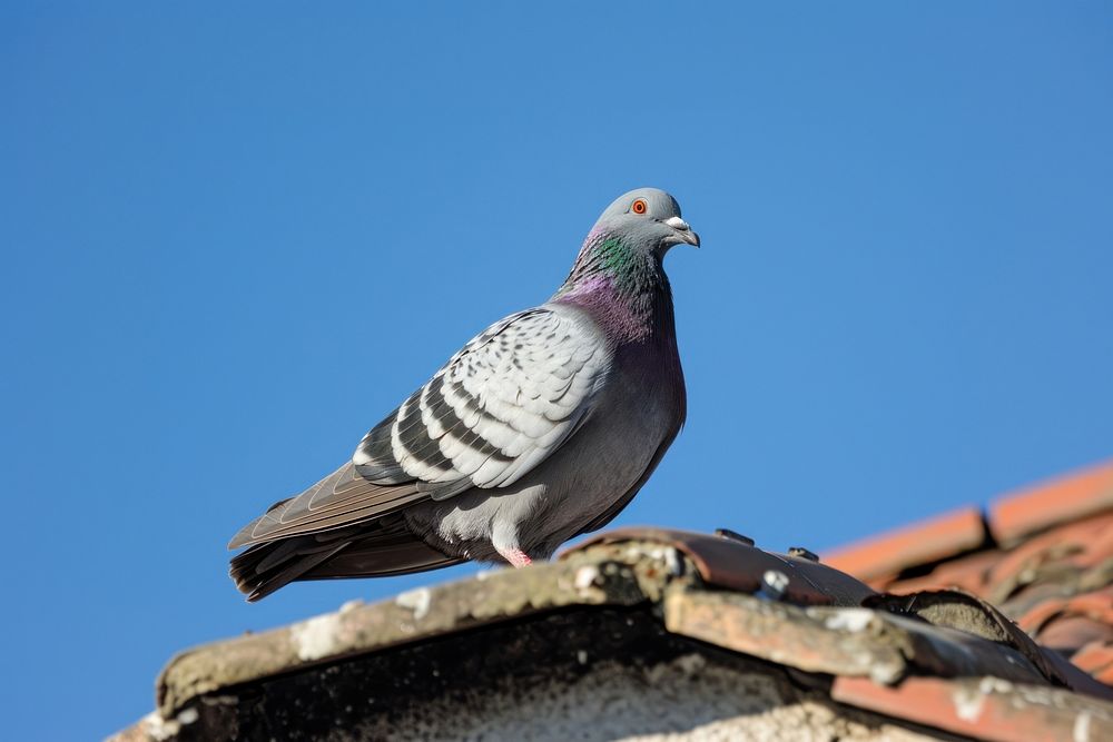 Photo of a pigeon animal bird blue.