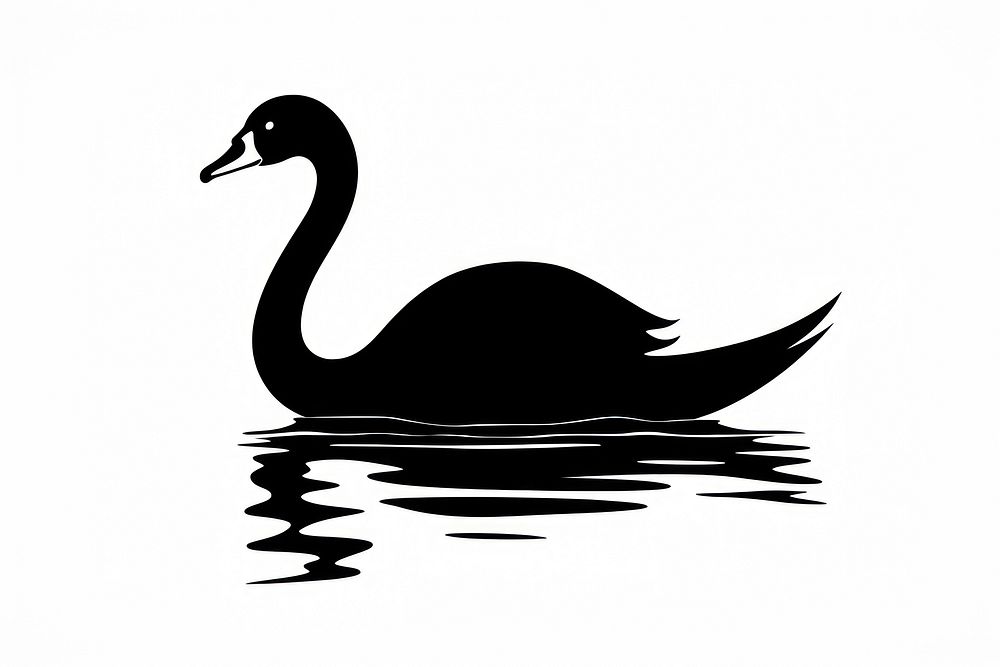 Swan silhouette waterfowl outdoors.