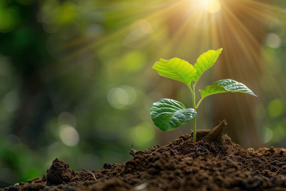 Plant growing soil sunlight outdoors.