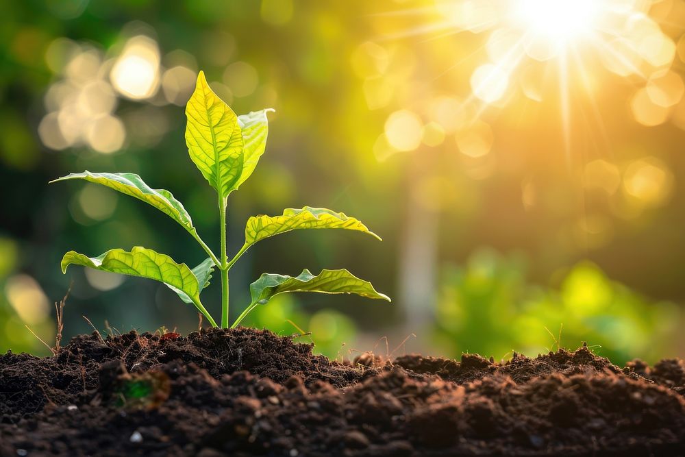 Plant growing soil sunlight outdoors.