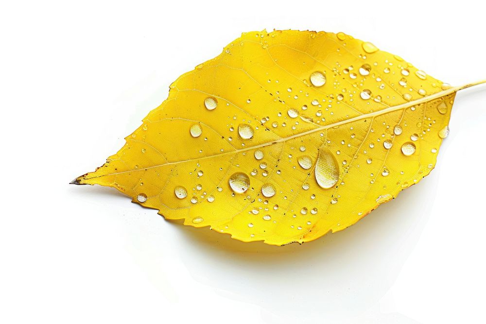 Waterdroplets on a yellow leaf plant white background simplicity.