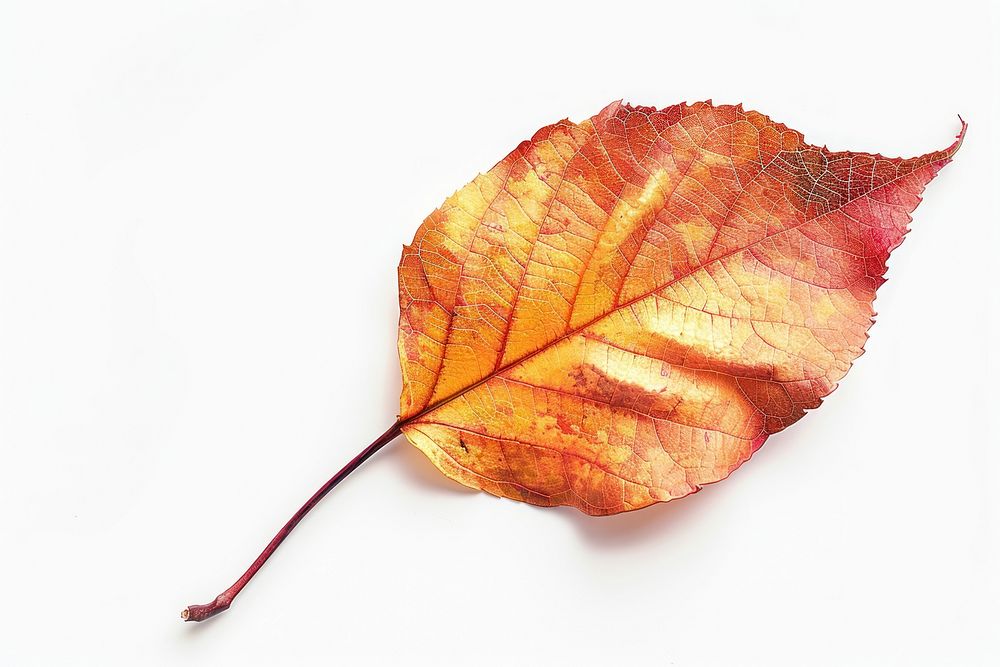 Hickory leaves leaf invertebrate animal.