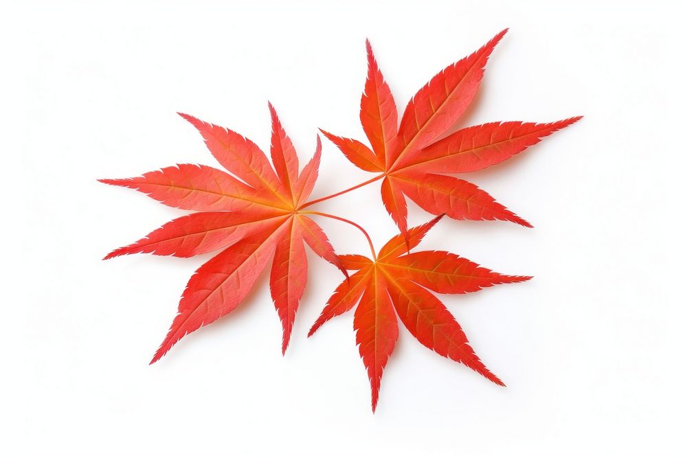 Japanese maple leaves leaf plant tree.