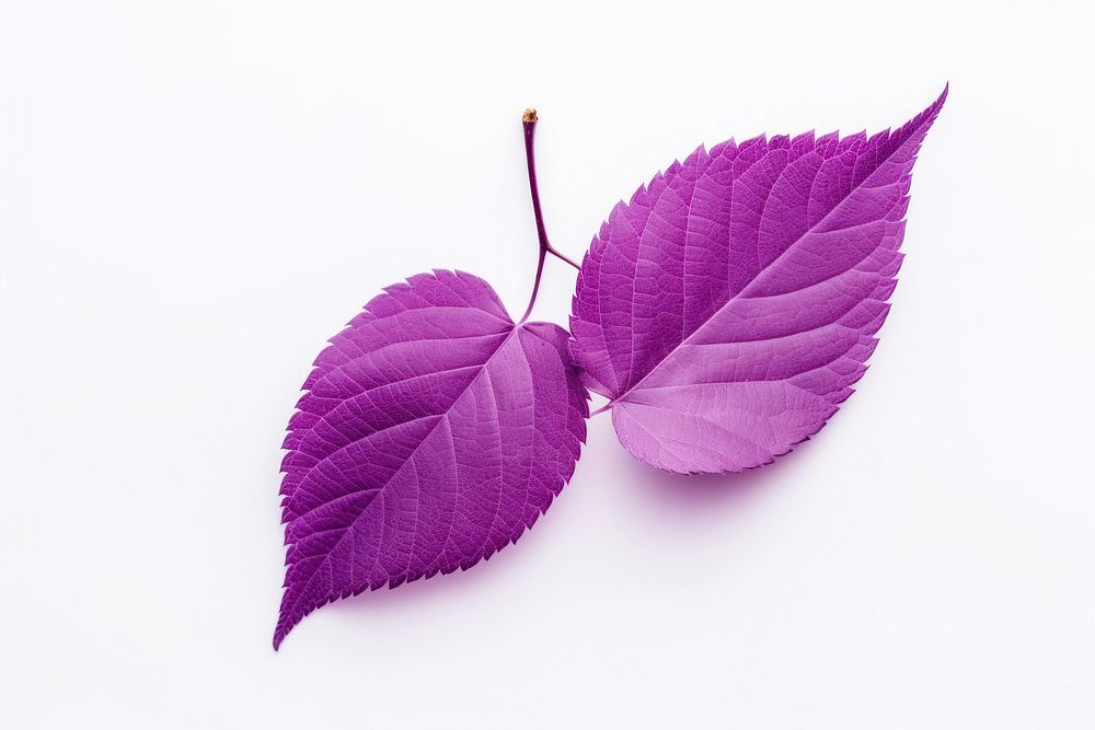 Purple leaf cherry leaves produce herbal plant.