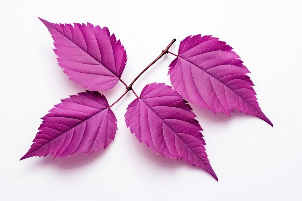 Purple leaf cherry leaves herbal plant herbs.