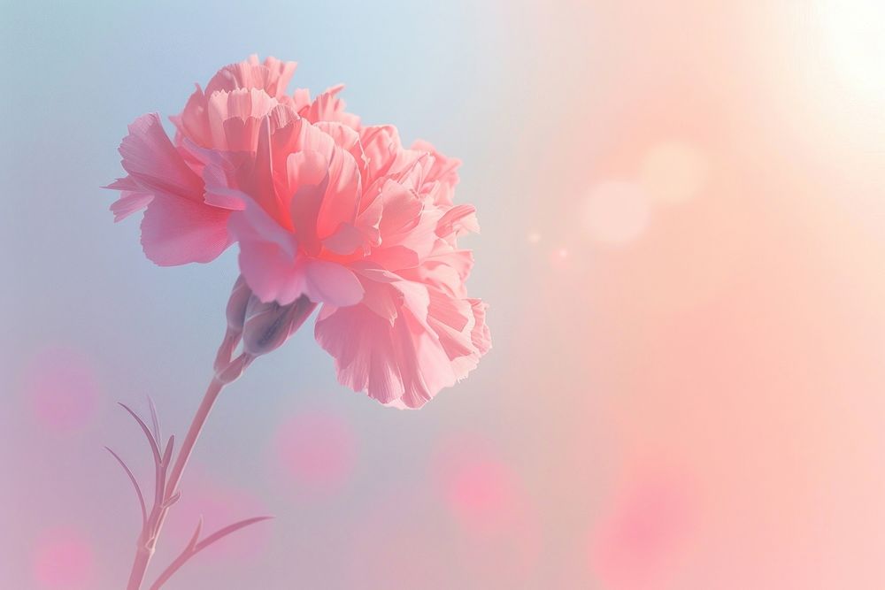 Pink carnation blossom flower petal.
