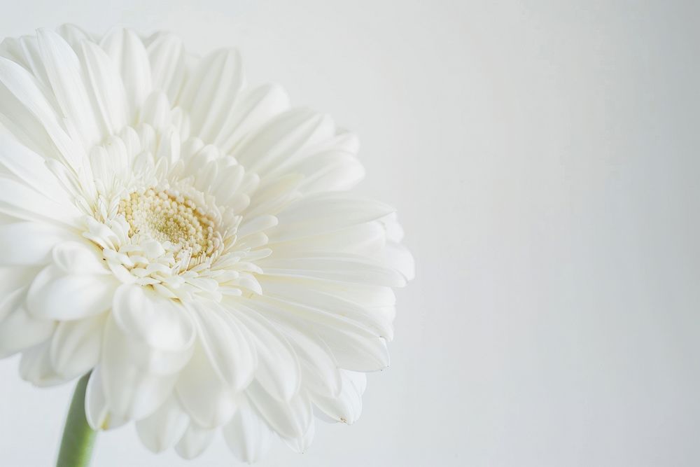 White flower blossom petal daisy.