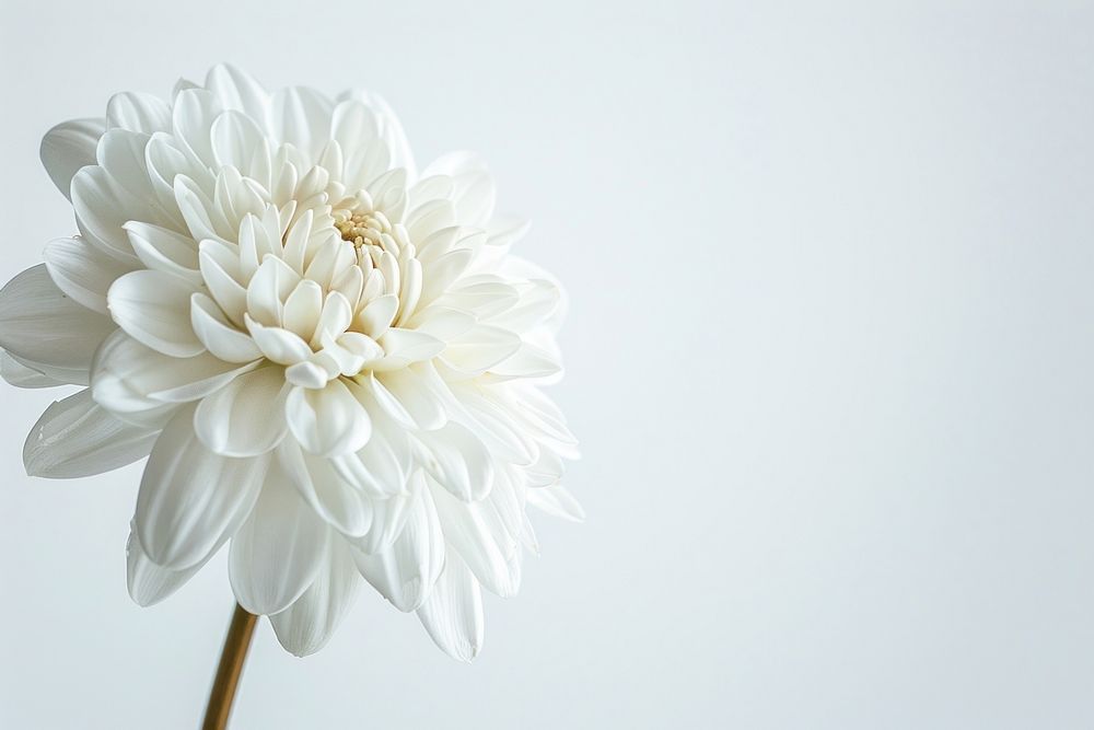 White flower dahlia petal plant.