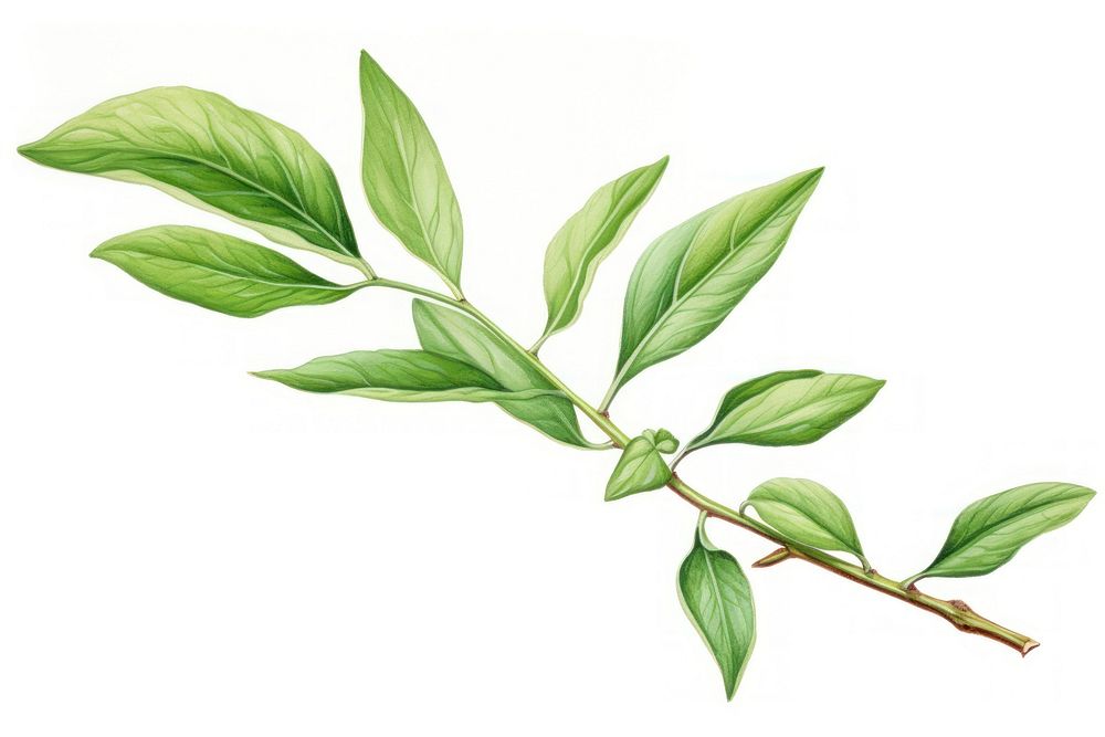 Tea leaves annonaceae herbal plant.