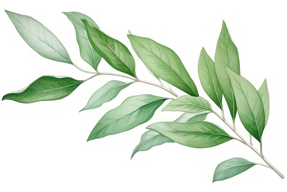 Tea leaves annonaceae herbal plant.
