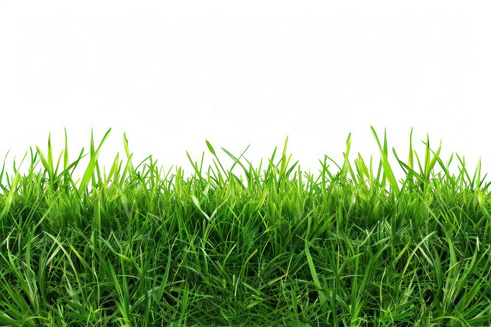 Grass green backgrounds plant.