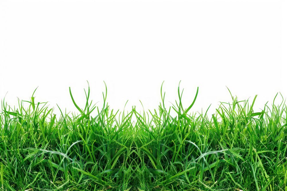 Grass green backgrounds plant.