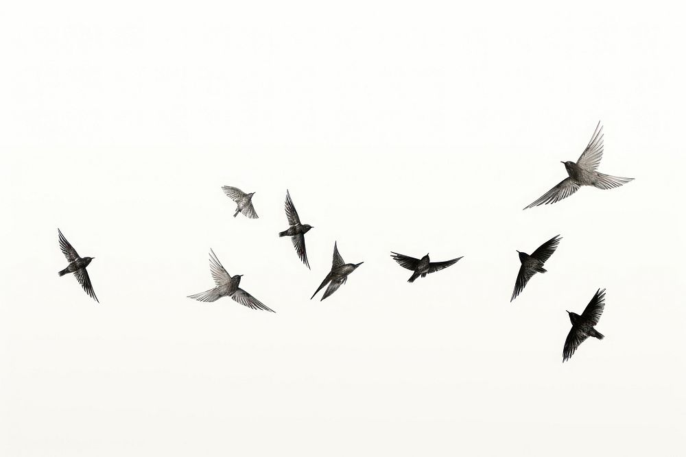 Birds flying animal flock line.