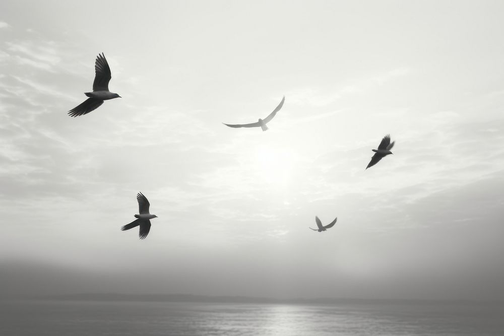 Birds flying sky outdoors seagull.