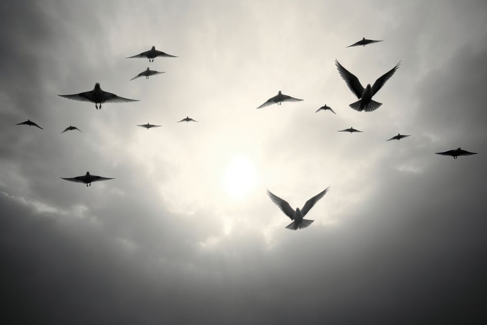 Birds flying sky outdoors animal.