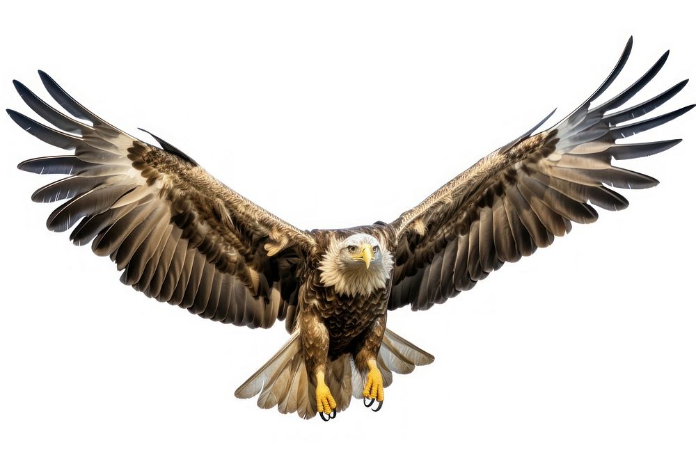Flying bird vulture animal.