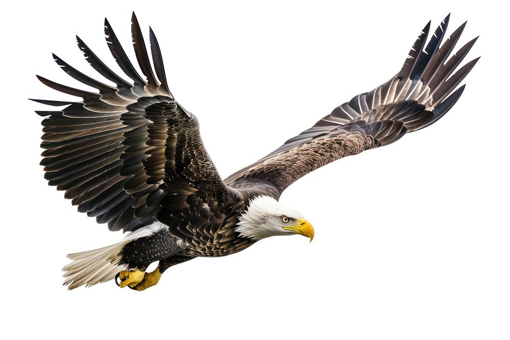 Flying bird animal eagle.