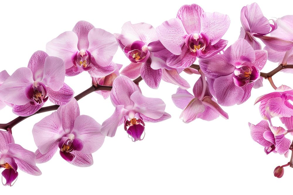 Orchid border blossom flower plant.