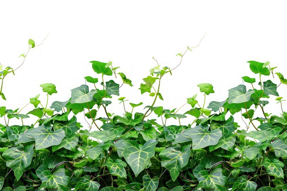 Plant backgrounds leaf ivy.