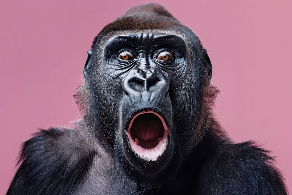 Photo of shocked Gorilla wildlife animal mammal.