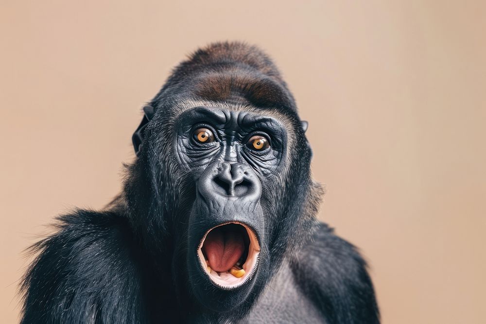 Photo of shocked Gorilla gorilla wildlife animal.