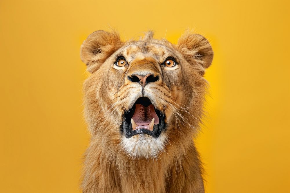 Photo of shocked lion wildlife animal mammal.