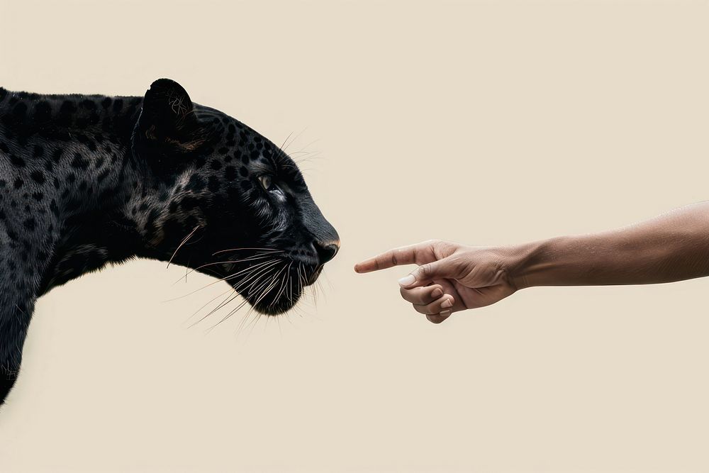 Panther shaking leg human wildlife leopard.