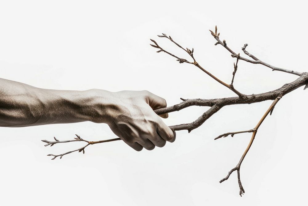 Tree branch shaking hand human person wrist.