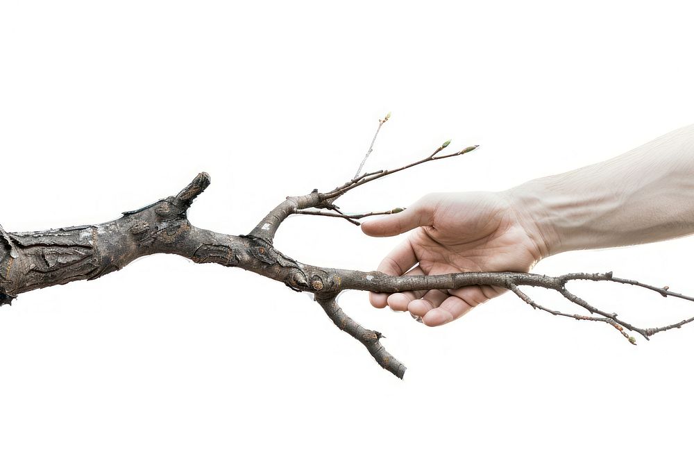 Tree branch shaking hand human blossom person.
