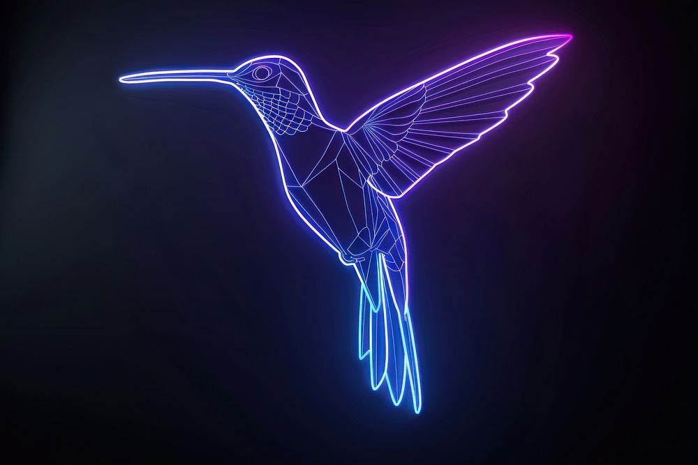 Hummingbird light animal purple.