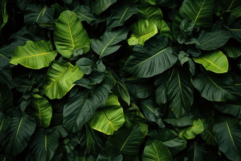 Hawaii leaves vegetation outdoors tobacco.