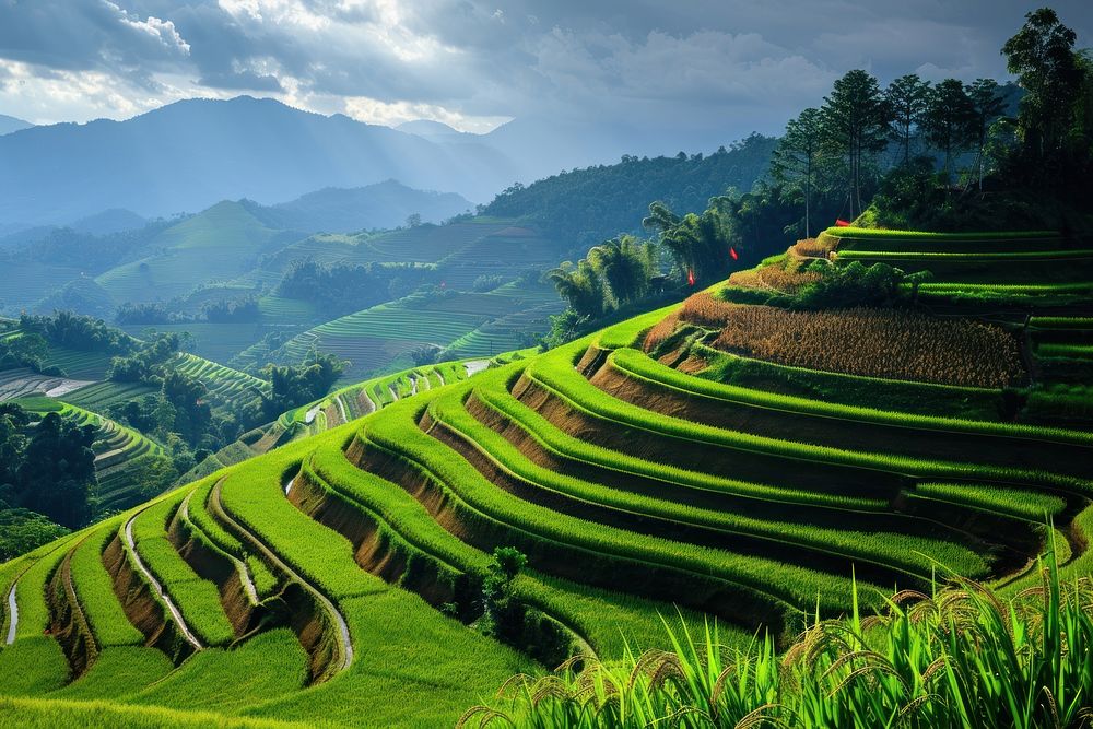 Rice fields on terraced landscape outdoors nature.